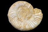 Jurassic Ammonite (Perisphinctes) Fossil - Madagascar #152791-1